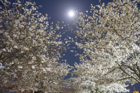 木太中央公園の桜3