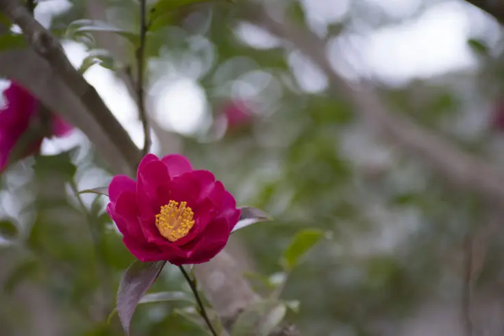 カンツバキの花言葉と誕生花 旅カメラ
