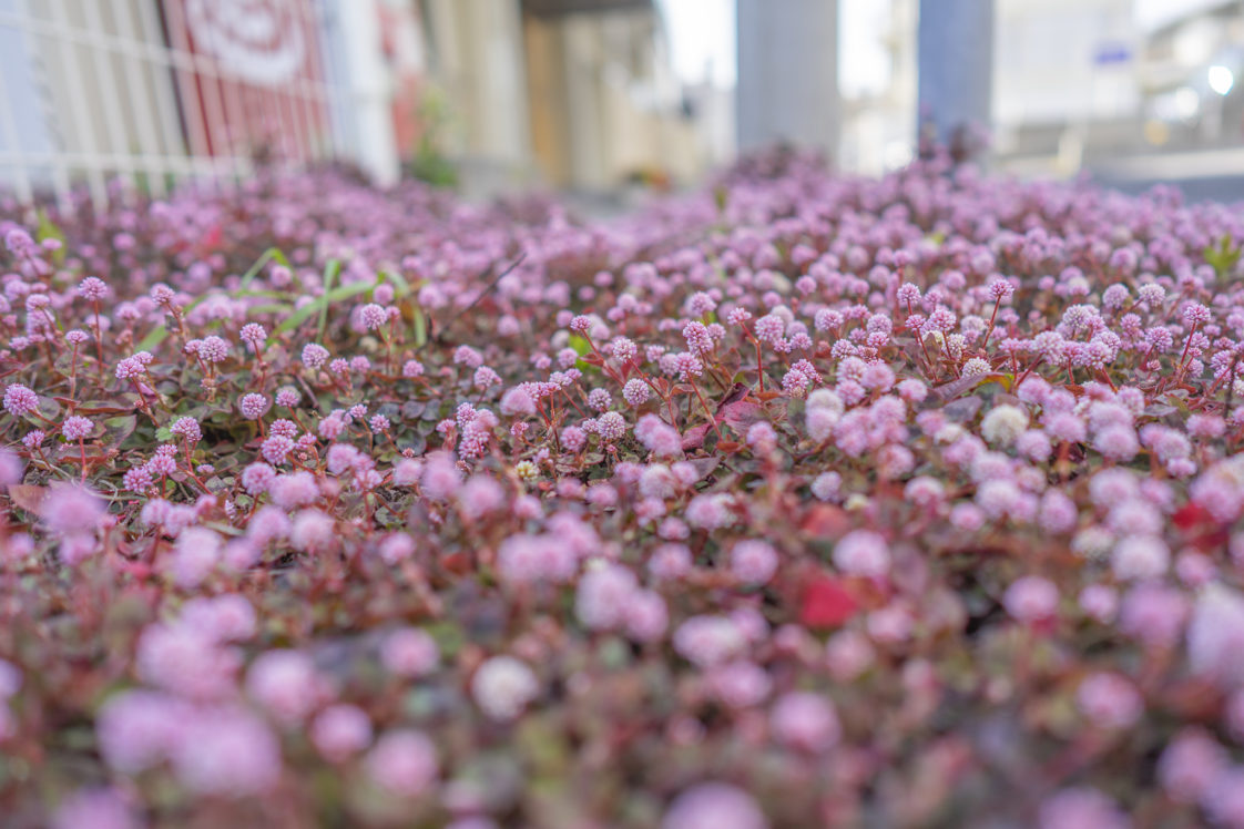 ヒメツルソバの花言葉と誕生花 旅カメラ
