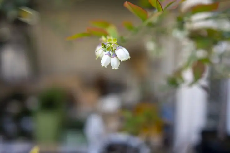 ブルーベリーの花言葉と誕生花 旅カメラ