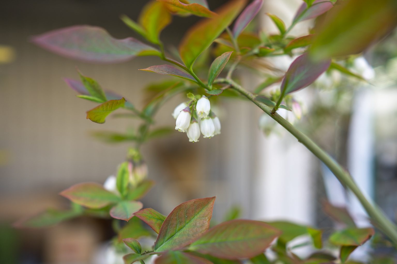 ブルーベリーの花言葉と誕生花 旅カメラ
