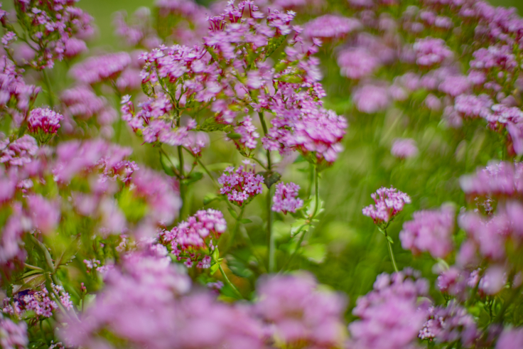 番の州公園の花3