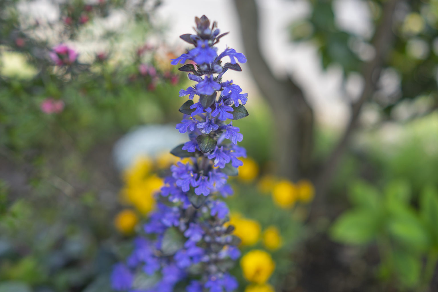 アジュガの花言葉 旅カメラ