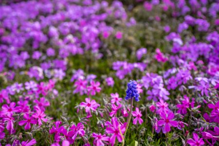 カフェジャルダン遊歩道の芝桜2