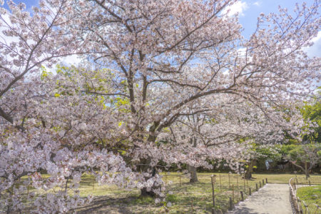 栗林公園の桜標本木