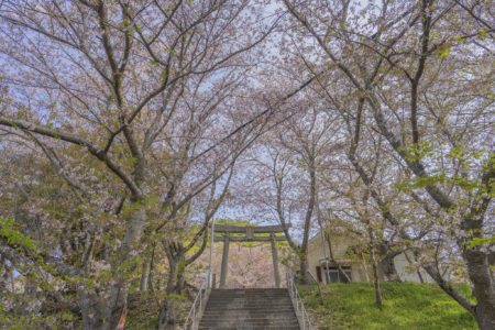 白山神社の鳥居と桜2