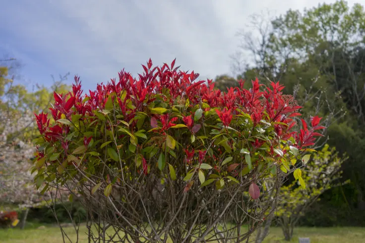 レッドロビン ベニカナメモチ の花 旅カメラ