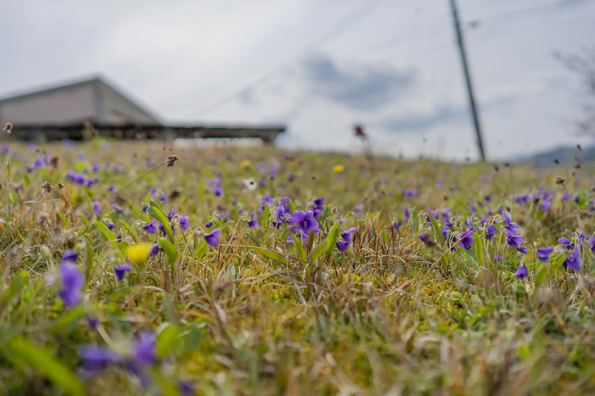 スミレの花言葉と誕生花 旅カメラ
