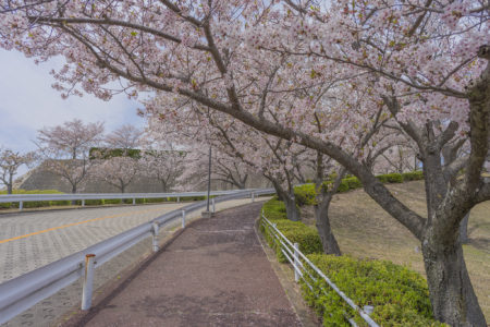 徳島文理大学香川校の桜