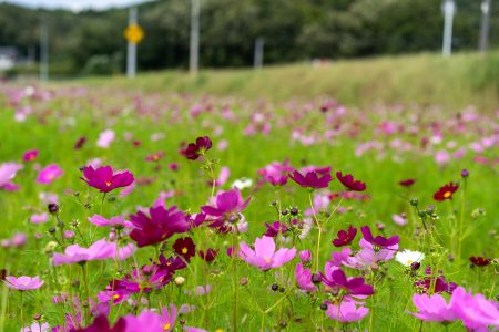 さぬき市鴨部のコスモス畑