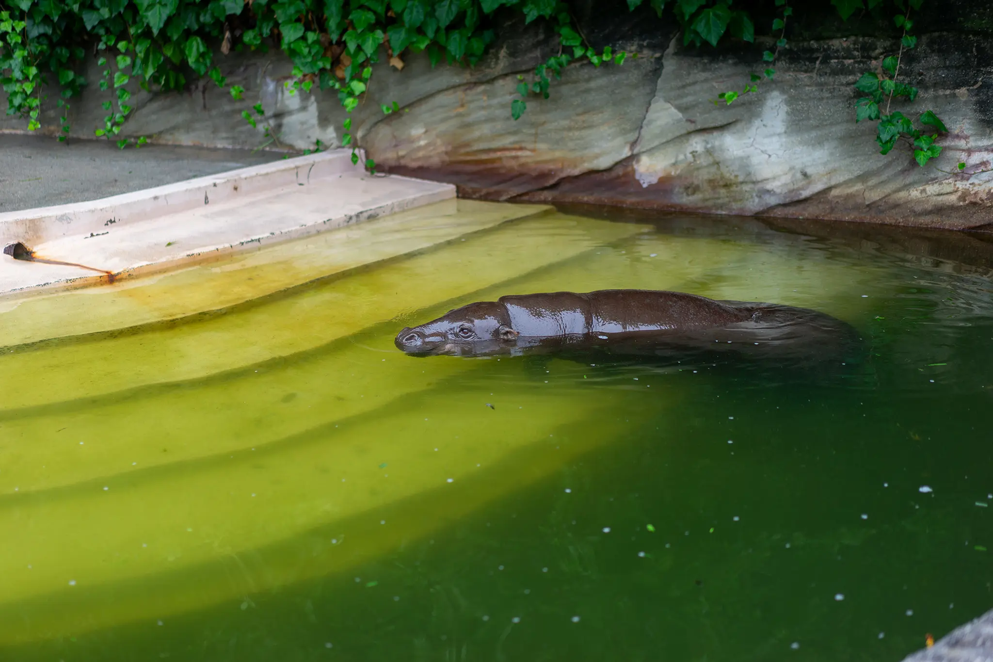 日本国内でコビトカバ（ミニカバ）のいる6つの動物園 | 旅カメラ