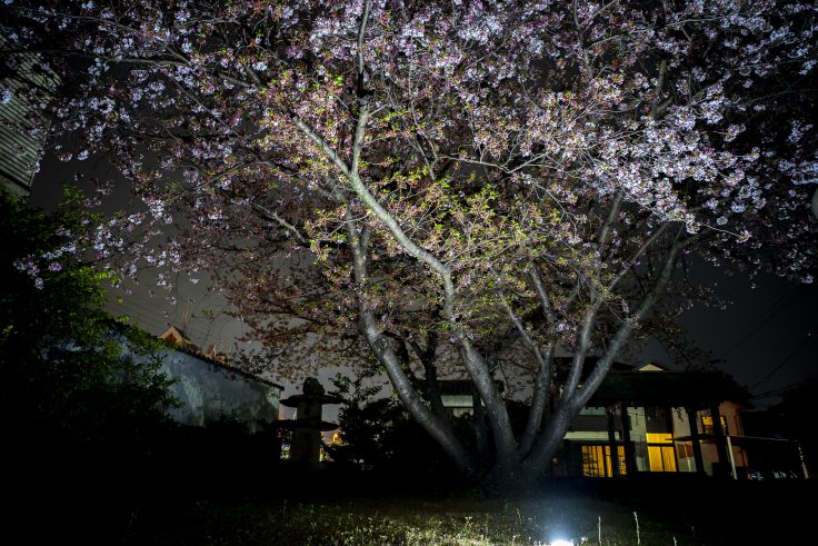 夜桜