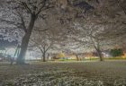 来た中央公園の夜桜6