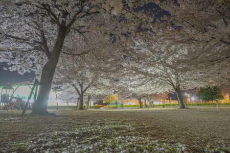 来た中央公園の夜桜6