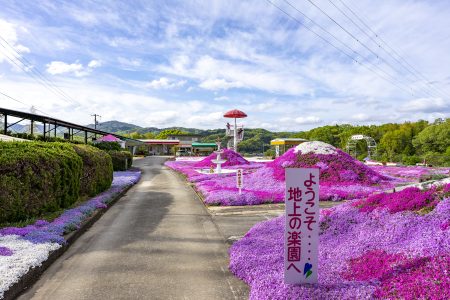 カフェジャルダンの芝桜