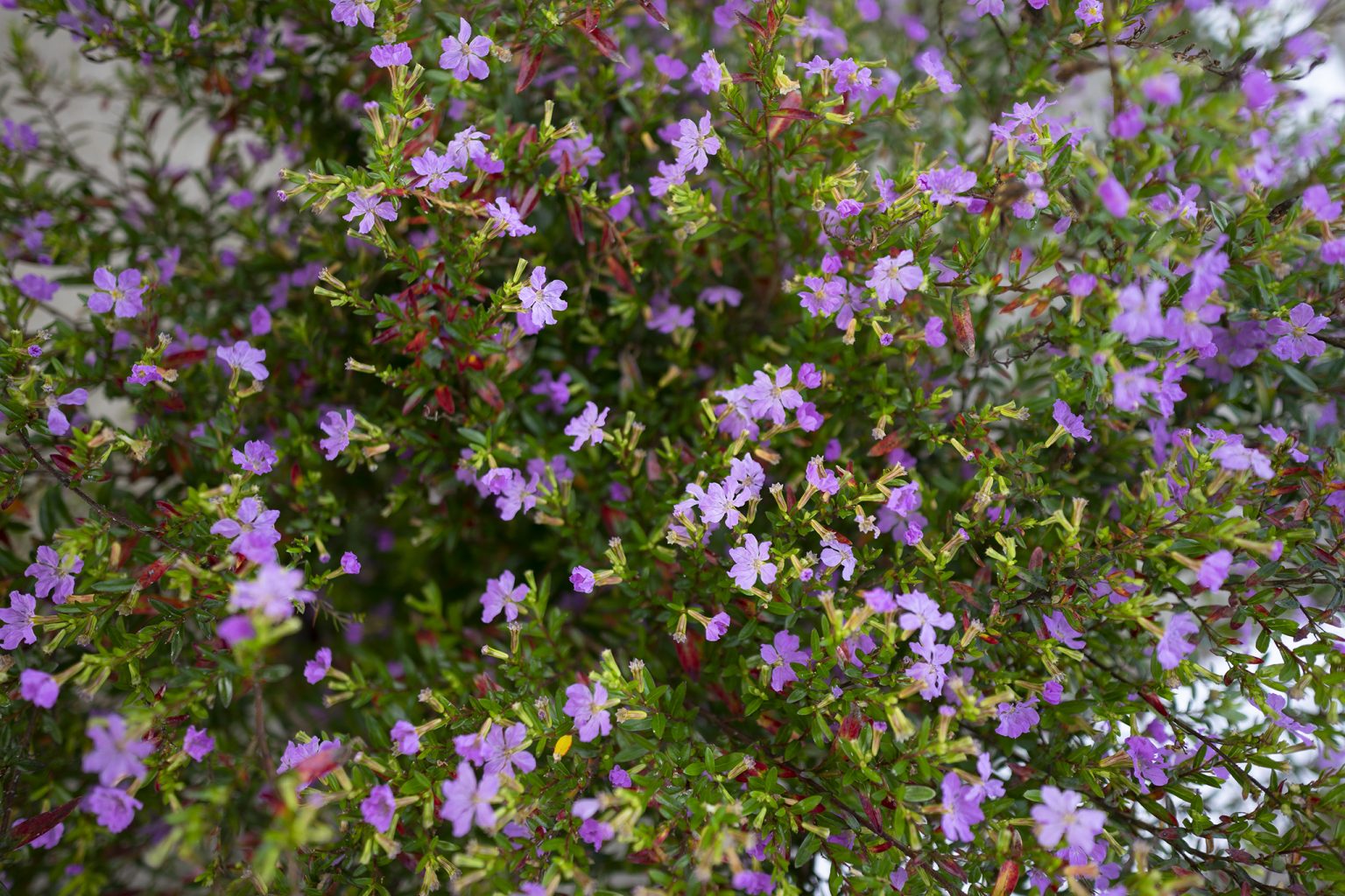 クフェアの花言葉と誕生花 旅カメラ