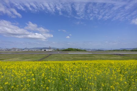 さぬきこどもの国の菜の花3