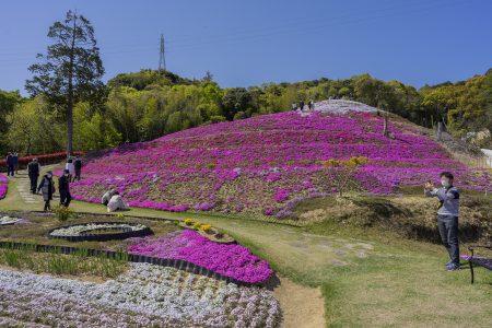 芝桜富士全景