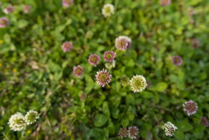 シロツメクサ 旅カメラ
