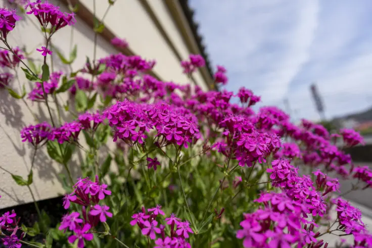 ムシトリナデシコ（シレネ・アルメリア） | 旅カメラ