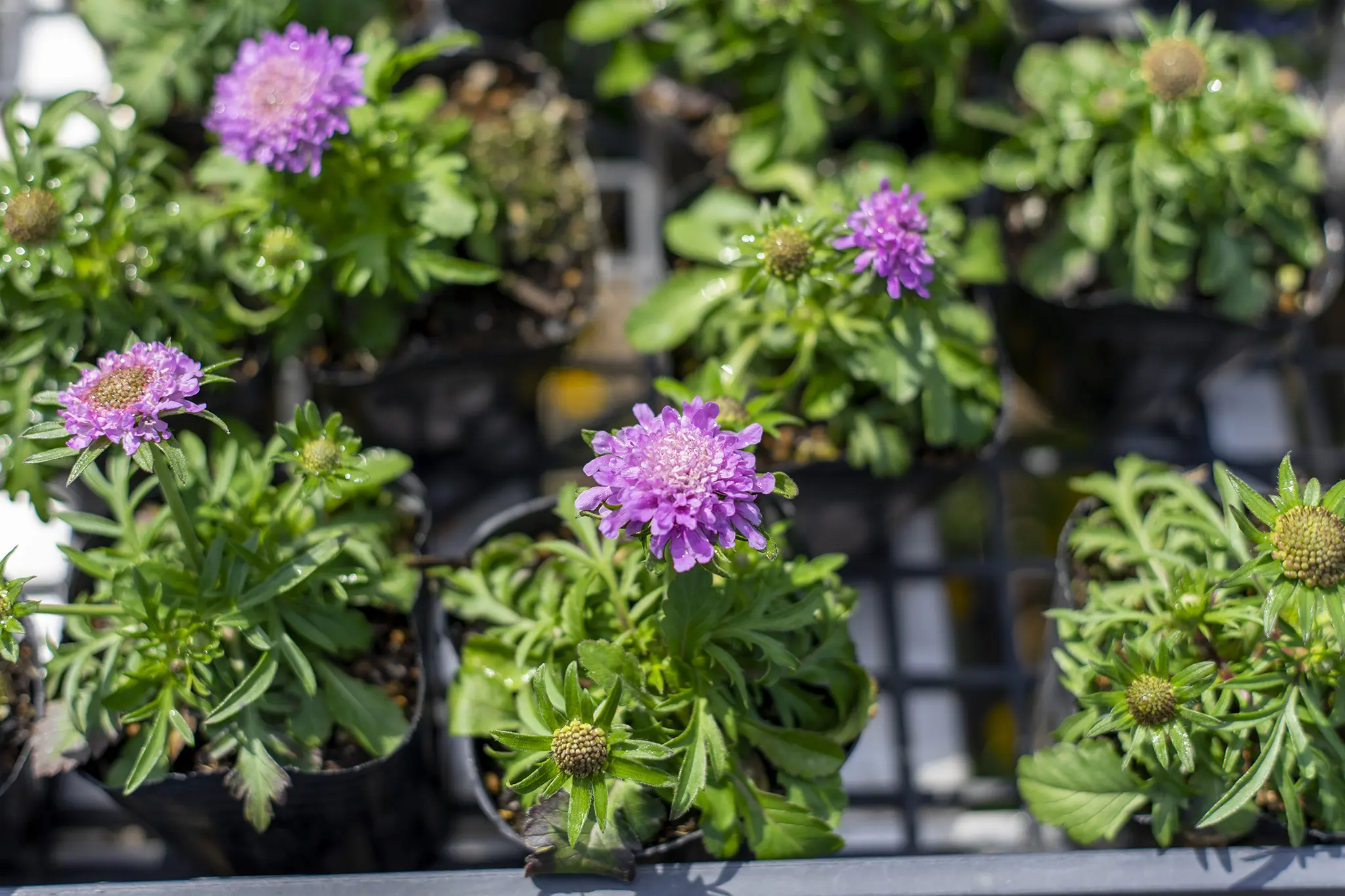 スカビオサの花言葉と誕生花 旅カメラ