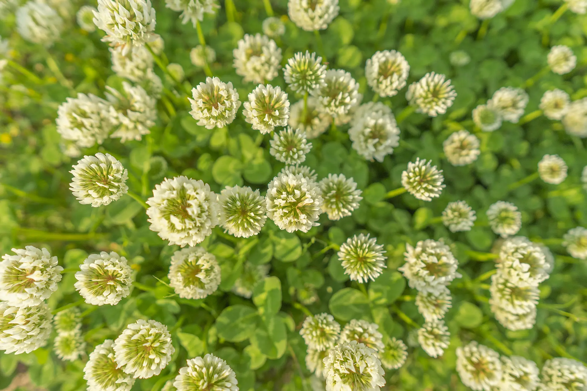 シロツメクサ 旅カメラ
