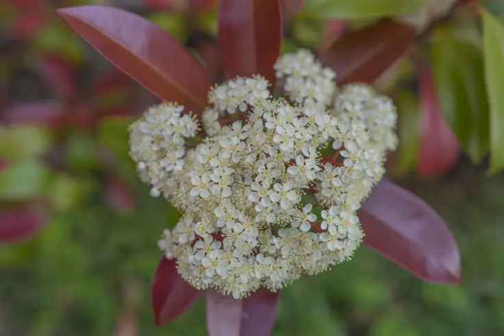 レッドロビン ベニカナメモチ の花 旅カメラ