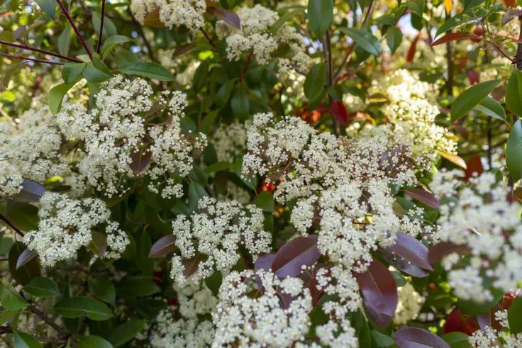 レッドロビン ベニカナメモチ の花 旅カメラ