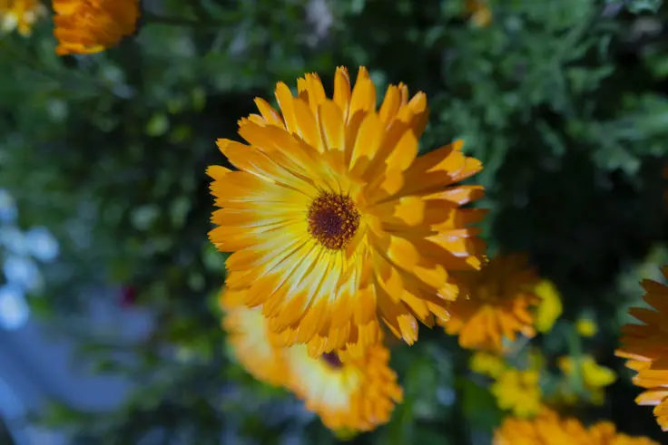 キンセンカ カレンデュラ の花言葉と誕生花 旅カメラ