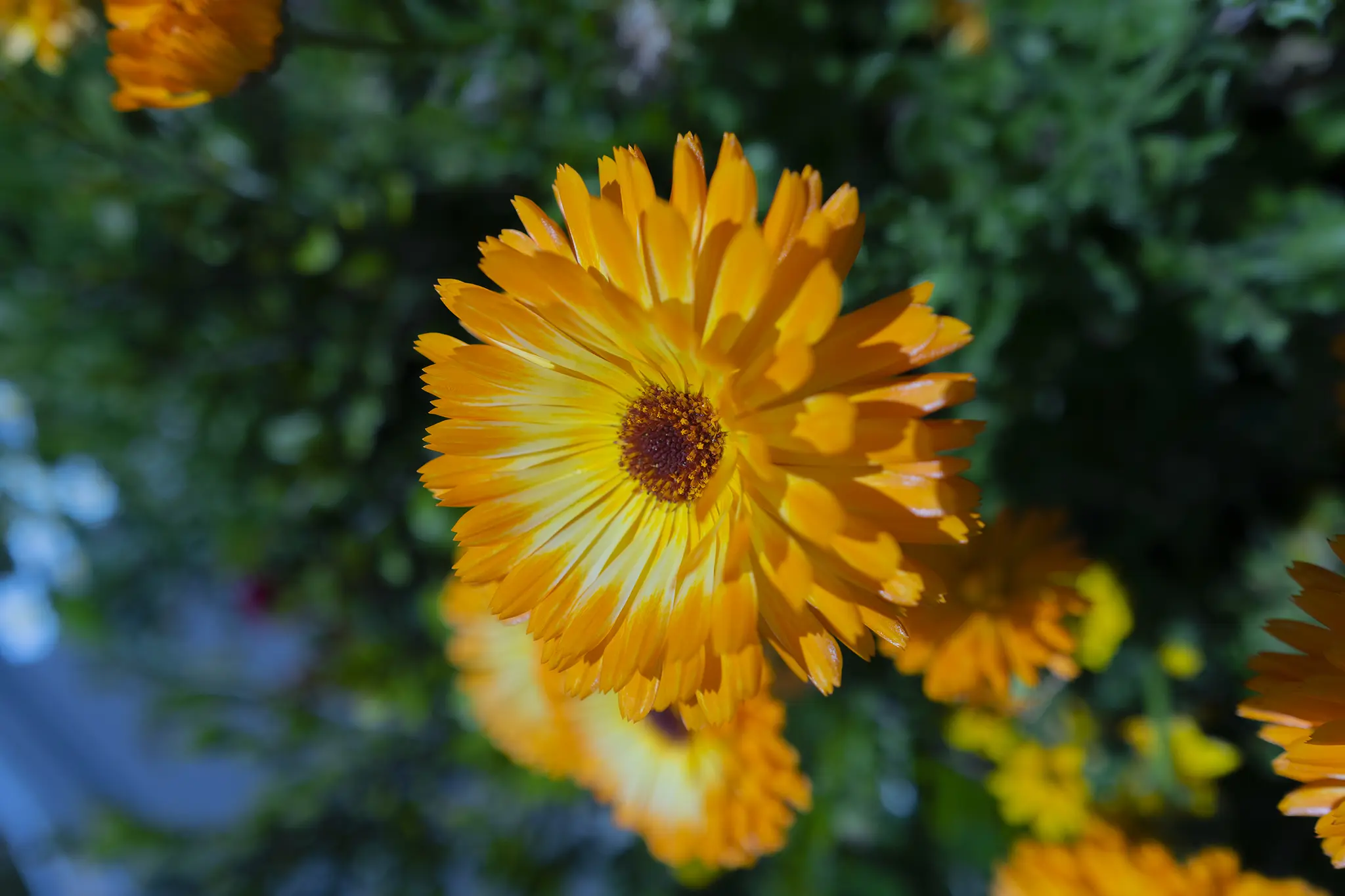 キンセンカ カレンデュラ の花言葉と誕生花 旅カメラ