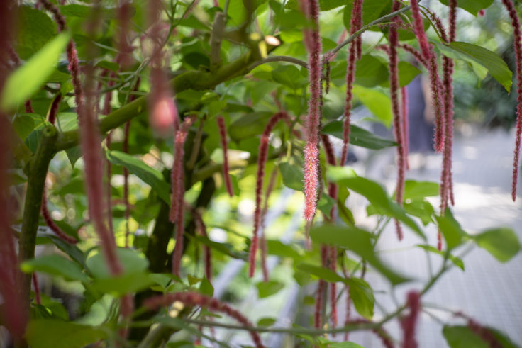 京都府立植物園のベニヒモノキ