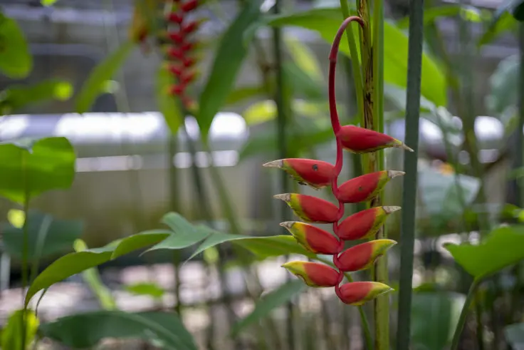 ヘリコニア オウムバナ の花言葉と誕生花 旅カメラ