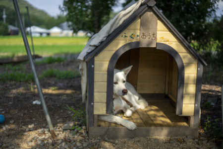 うしおじさんの犬5