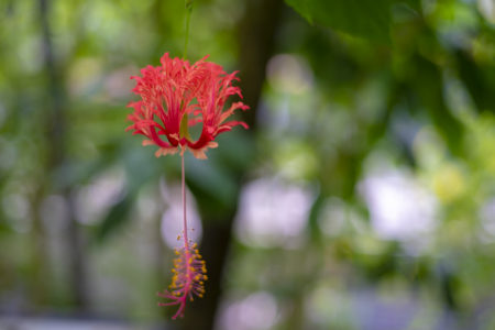 京都府立植物園のフウリンブッソウゲ