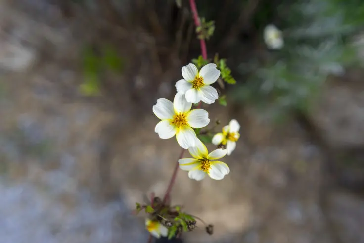 ウインターコスモスの花言葉と誕生花 旅カメラ