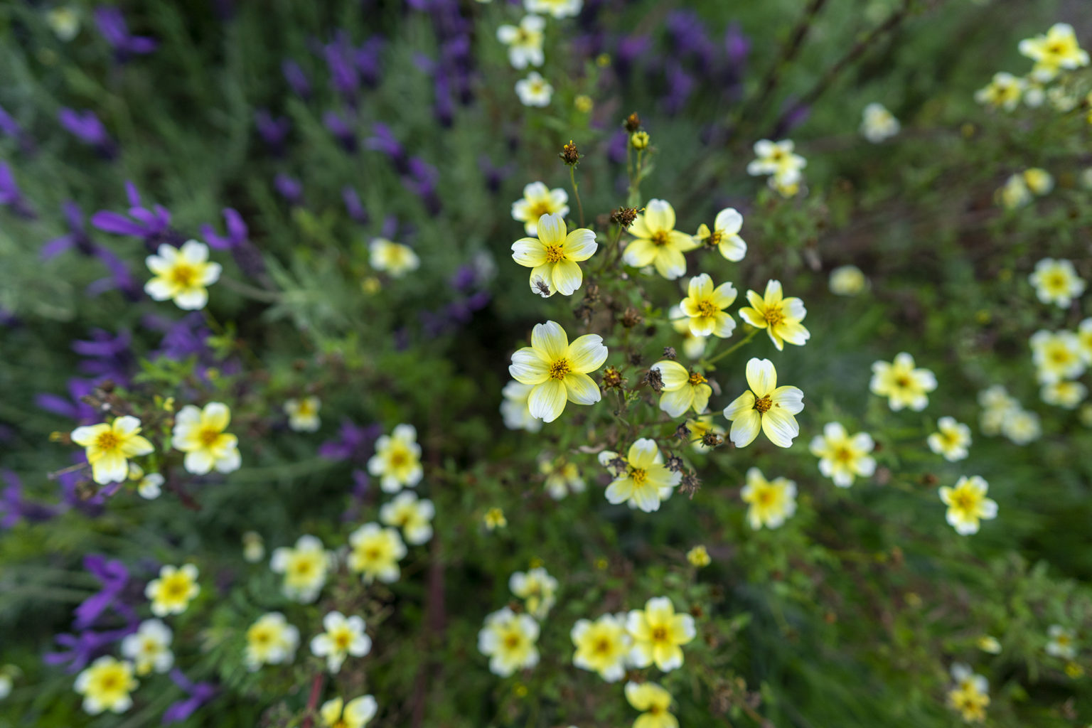 ウインターコスモスの花言葉と誕生花 旅カメラ