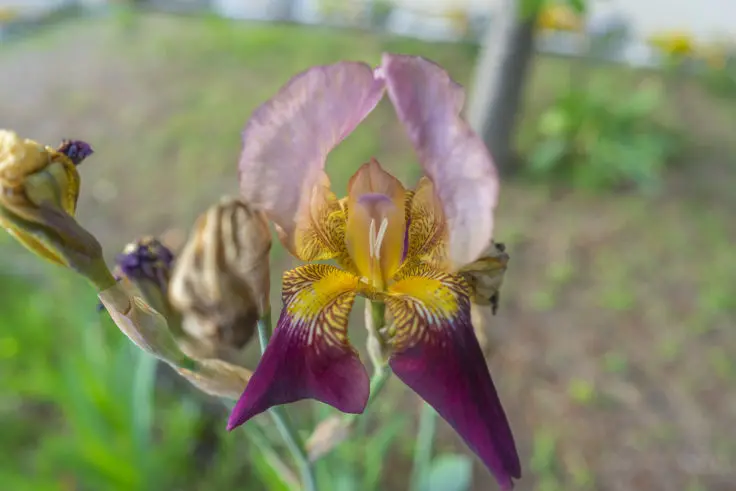 アヤメ科の花の違いを比較してみよう 旅カメラ