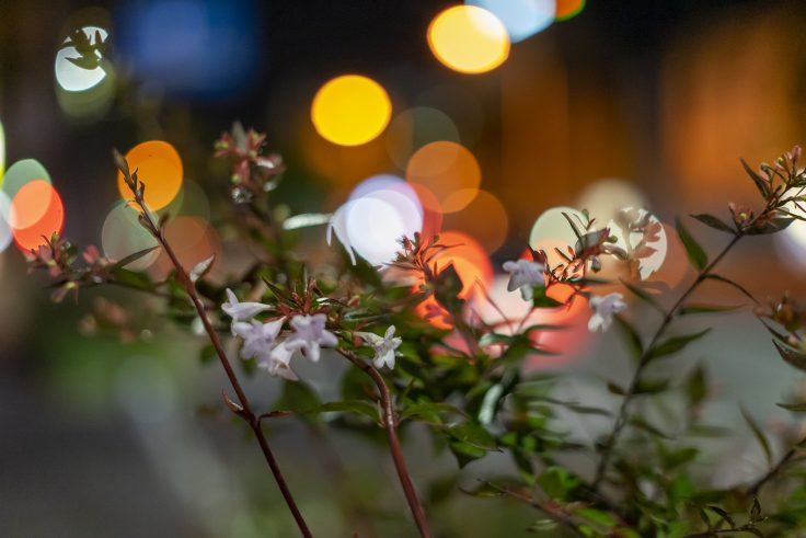 夜のアベリア