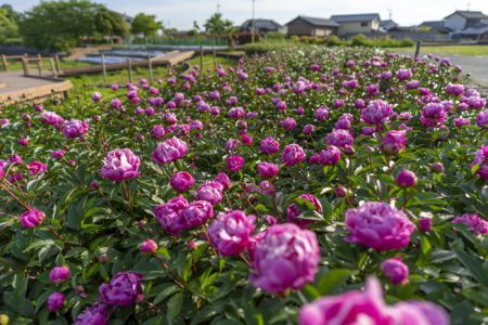 仏生山公園のシャクヤク