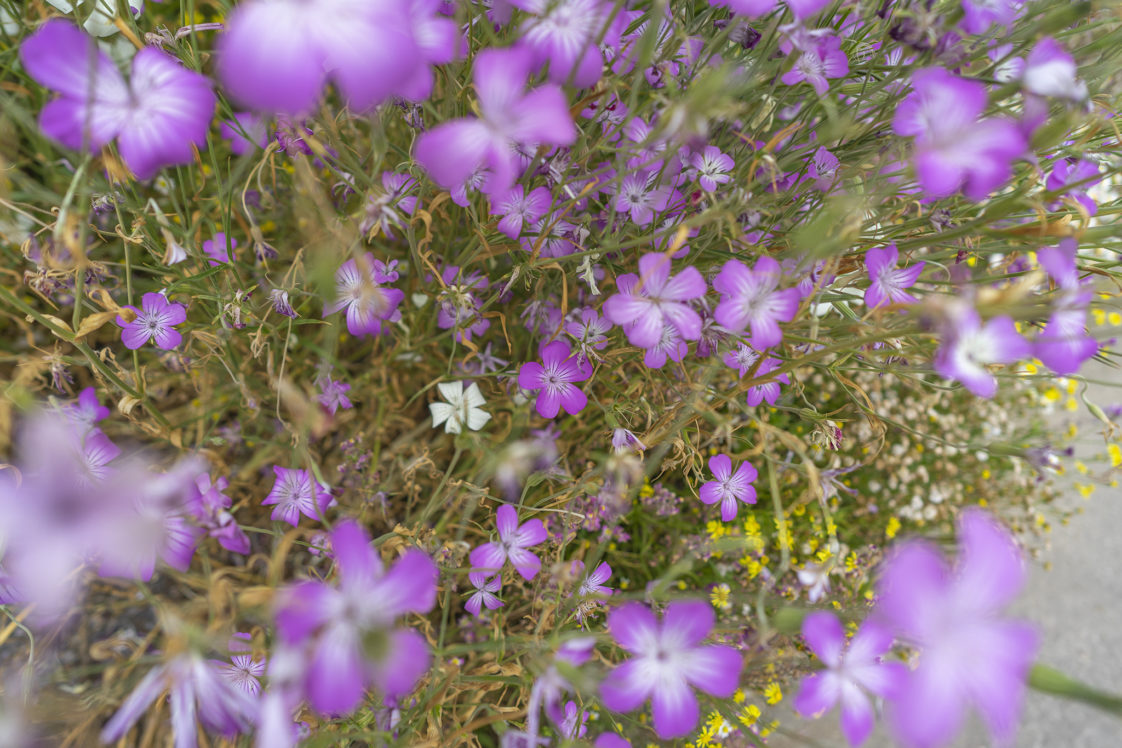 アグロステンマ ムギセンノウ 旅カメラ