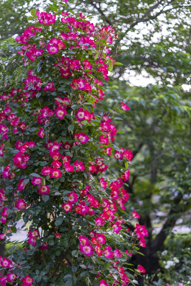 イーストウェルネスパークTARUMIバラ花壇14
