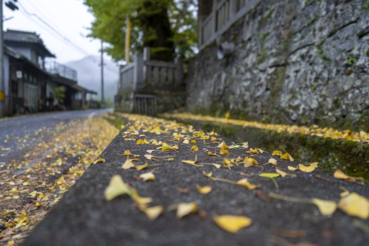 岩部八幡神社の黄葉2