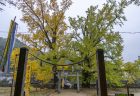 岩部八幡神社の黄葉3