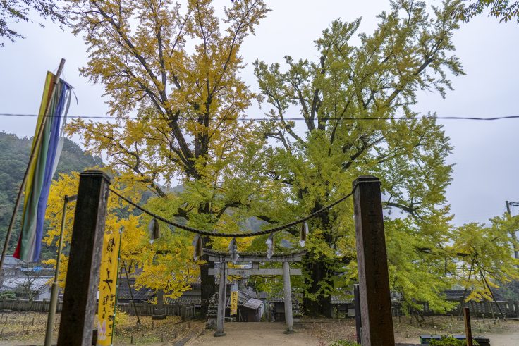 岩部八幡神社の黄葉3