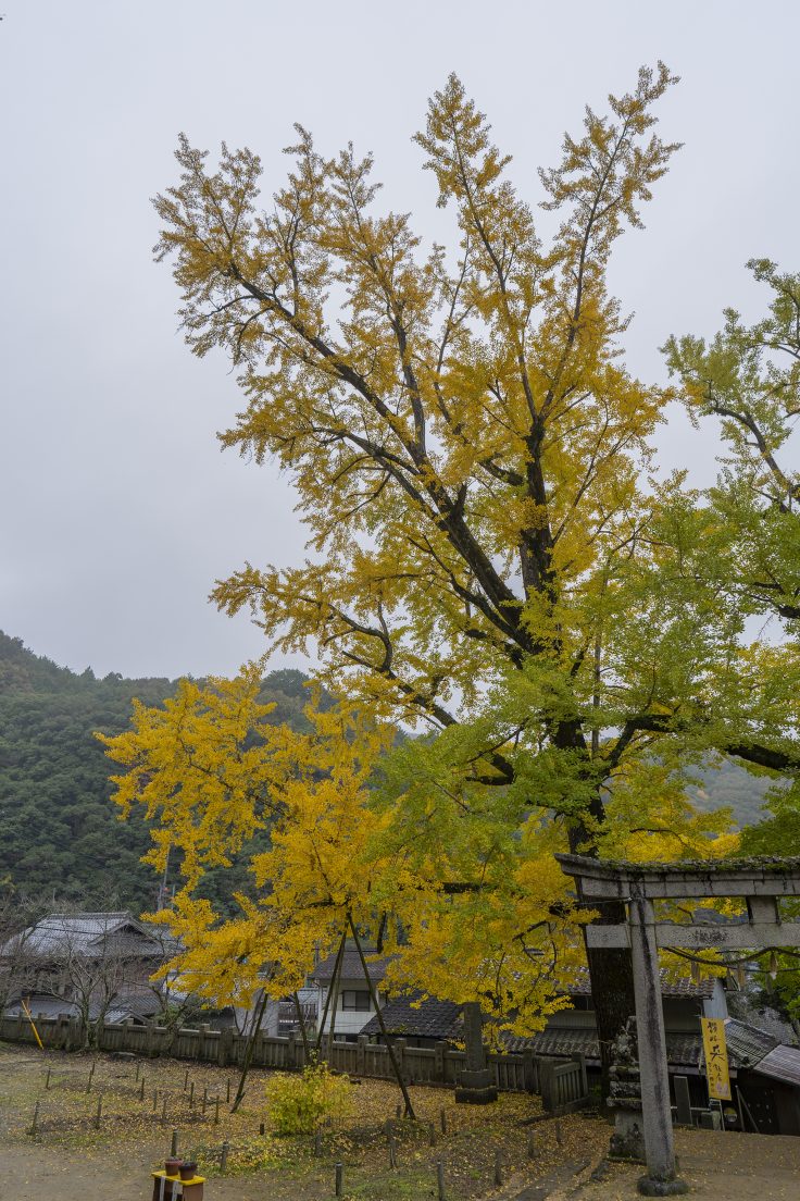 岩部八幡神社の黄葉6