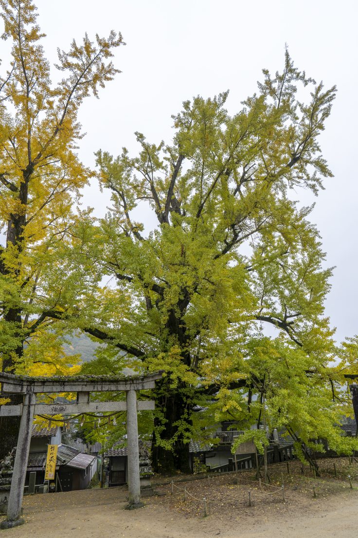 岩部八幡神社の黄葉5