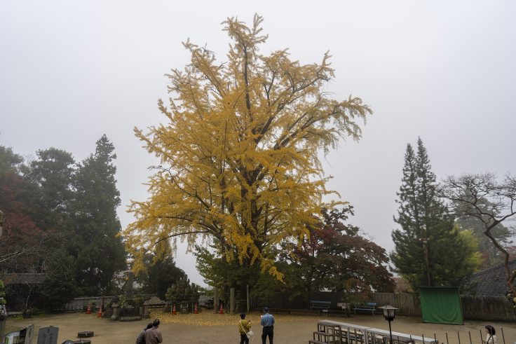 大窪寺のイチョウ黄葉