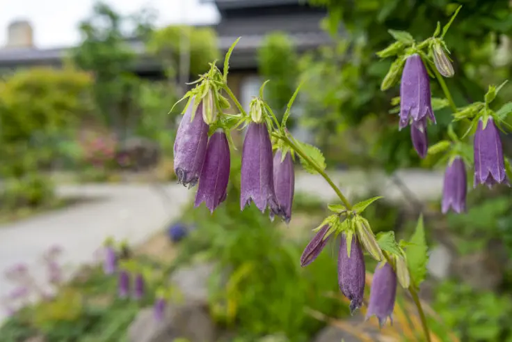 ホタルブクロもカンパニュラだと思うんだけど 旅カメラ