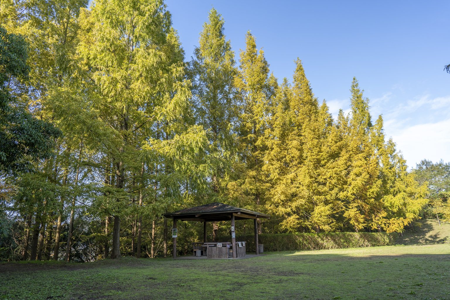 大特価！古木、山もみじ もみじだより | もみじだより | 阪急電鉄