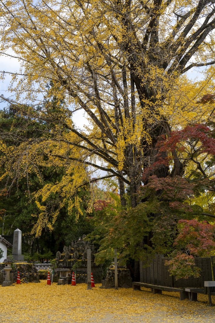 大窪寺の紅葉2024②